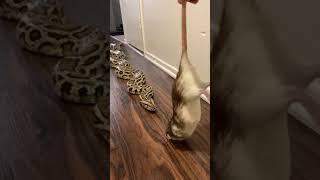 Feeding Rocky My Giant Snake A Huge Stunned Rat! 