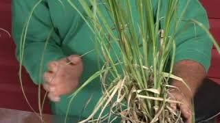 Growing Pampas Grass