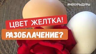 Про яйца. От чего зависит цвет яичного желтка. Кормление кур несушек