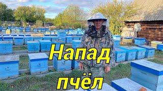 НАПАД ПЧЁЛ!!! Один из методов борьбы на нашей пасеке!!!