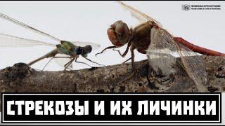 Стрекозы и их личинки. Хищные покорители воды и воздуха. // Clever Cricket