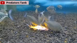 PREDATORS TANK #8 || EAT3N ALIVE!!! | PIRANHA vs GOLDFISH