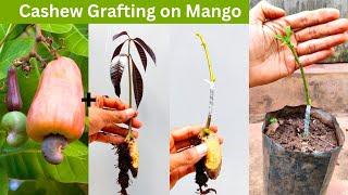 Cashew grafting on Mango tree 100% successful | New Technique!!  #stonegrafting