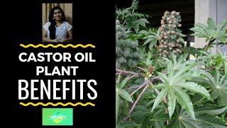 CASTOR OIL PLANT BENEFITS | NIKS WORLD