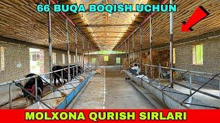 MOLXONA QURISH SIRLARI 93-041-81-34 / 66 TA BUQALAR UCHUN