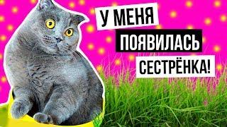 У МЕНЯ ПОЯВИЛАСЬ СЕСТРЕНКА | РЕАКЦИЯ КОШЕЧКИ БАТТЕРС