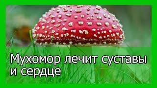 Мухоморы это дары Земли