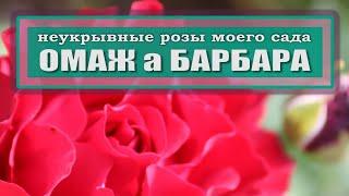 Неукрывные розы моего сада // Омаж а Барбара // зимовка роз в условиях 5 климатической зоны