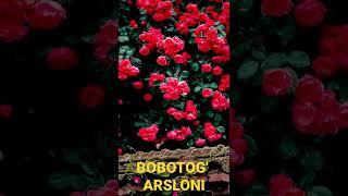 BOBOTOG' ARSLONI.