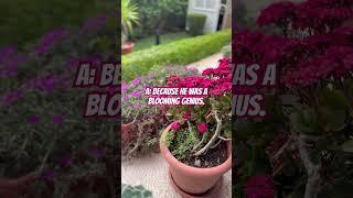 flowery words #jokes #jokes #flowers #flower #funny #braintrain #purple #garden