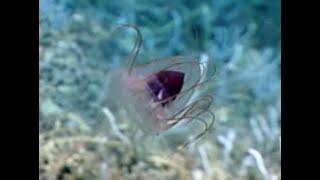 Charismatic swimming Helmet jellyfish