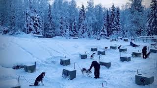 Paws For Adventure, Dog Sledding in Fairbanks Alaska