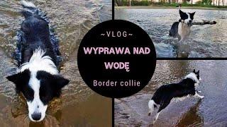 ARYA W KOŃCU POPŁYWAŁA! || Border collie vlog