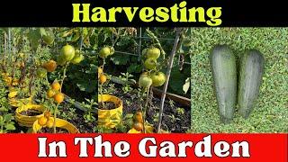 Harvesting in the Garden: Best Practices Revealed!