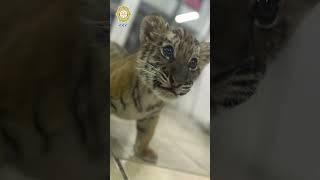 En la alcaldía #GAM se rescató un cachorro de tigre que era transportado ilegalmente. #fyp