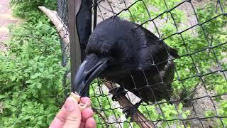 Умненький ворон Вася! Clever crow Vasya!