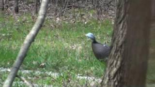 Devin Haertling Turkey #2