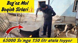 Molboqish Sirlari | Molga Atala Tayyorlar | Buqa Boqish | Molga Arzon Tayyorlash