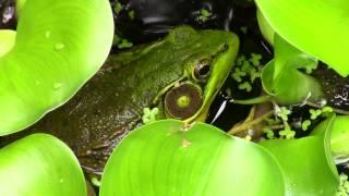 green frog call