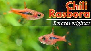 Chili Rasbora Care Guide: Bororas brigittae ️