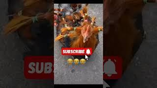 Hen ready to going party#sofunny #funny #funnyshorts #funnymoments #funnyvideo #shorts#viral