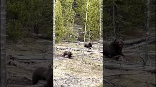 Bear attack Yellowstone Park May 22, 2022