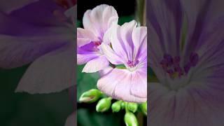 Blossoming Beauty: Geraniums in Time-Lapse | iTraveller #geranium #flowers #itraveller #bloom