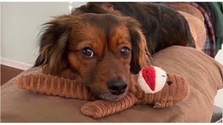 Pet Therapy at the Medical University of South Carolina