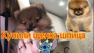 VLOG:КУПИЛИ ЩЕНКА!ПОМЕРАНСКИЙ ШПИЦ! МОЯ МЕЧТА СБЫЛАСЬ!Я СЧАСТЛИВА! НАША ПОЕЗДКА ЗА ЩЕНКОМ ШПИЦА