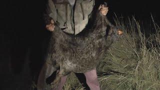 BEAVER HUNT. Shot a huge beaver.