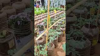 rooftop garden #gardening #garden #farming