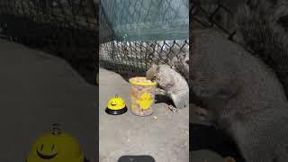 Squirrel Whisper Cynthia Beaumont is live!