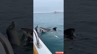 Seal's Narrow Escape Caught on Camera! #SharkAttack, #OceanSurvival