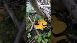 #Cantharellus cibarius #chanterelle #kantarell #mushrooms #sopp #nature