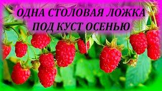 Даю МАЛИНЕ 1 столовую ложку под куст осенью и летом получаю ведро ягод. Чем подкормить малину осенью