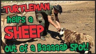 Turtleman helps a sheep get out of a baaaaaad spot!