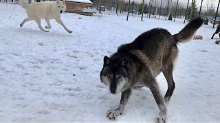 Канадский Волк АКЕЛА В ДЕЛЕ  Молчание ЗОЛОТО ‼️ПОПЫТКИ НАПАДЕНИЯ 