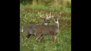 Deer at the Farm 2020