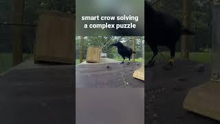 Smart crow solving complex puzzle #shorts #crow #crows #smartbirds #crowbuddy