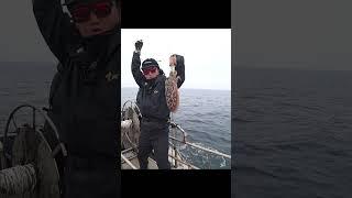 갑오징어 먹물 정통으로 맞기! #갑오징어 #fishing #진주거노
