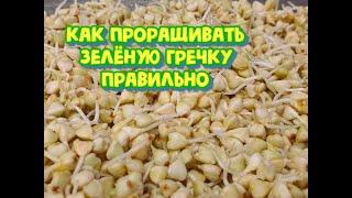 Как проращивать зелёную гречку правильно, рецепт от биолога. Проращиваем сразу много + лайфхаки