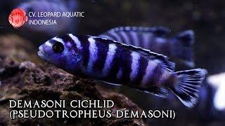 Demasoni Cichlid. (Leopard Aquatic I010B)