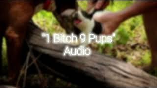 "1 Bitch 9 Pups" Audio