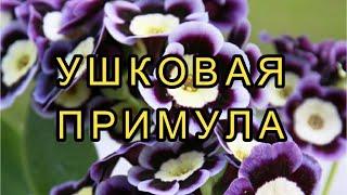 Посадите эту ПРИМУЛУ в саду! Самый красивый ПЕРВОЦВЕТ-УШКОВАЯ ПРИМУЛА/АУРИКУЛА/