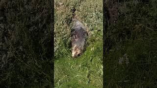 Sea creature washed ashore in Marshside, Southport