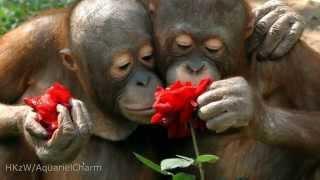 Because I Love You So - Jim Jenkins
