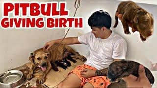 10 YEARS OLD PITBULL GIVING BIRTH