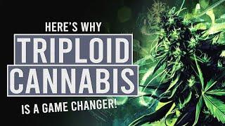 Triploid Cannabis: Why Everyone’s Talking About It!