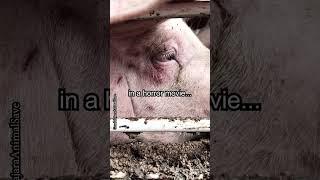 Being vegan is like being in a horror movie ...