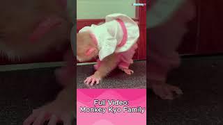 baby monkey wants goes to the toilet  #kyo #babymonkey  #monkey